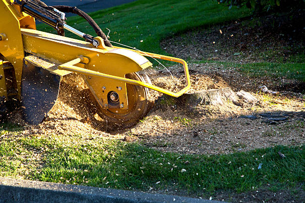 The Steps Involved in Our Tree Care Process in Cherry Valley, CA